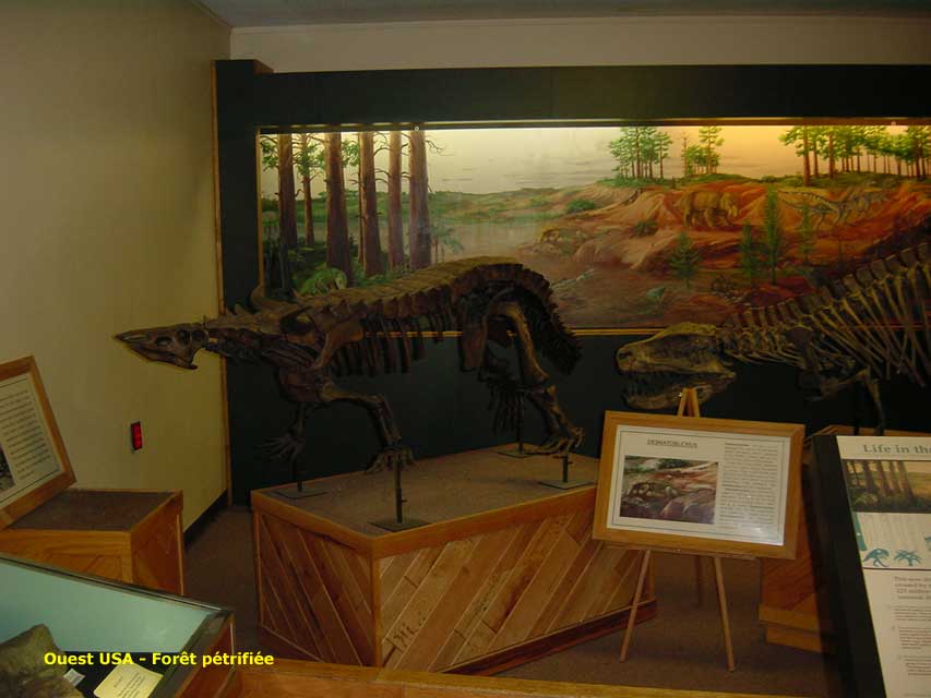 arizona - holbrook - petrified forest museum - fort ptrifie